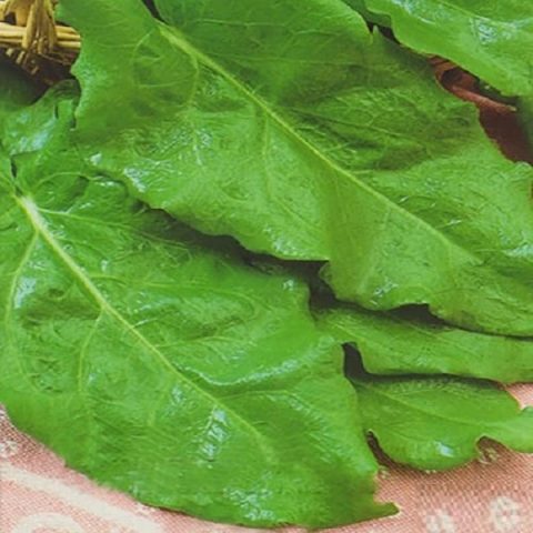 Common sorrel, blood red, large-leaved