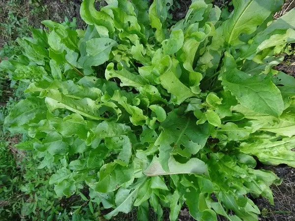 Common sorrel, blood red, large-leaved