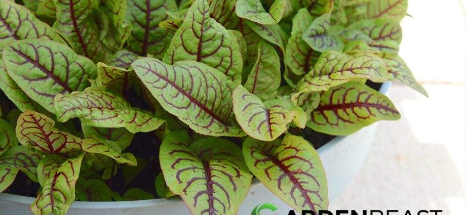 Common sorrel, blood red, large-leaved