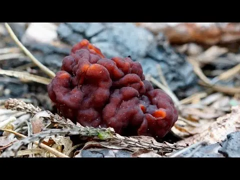 Common stitch (Gyromitra esculenta) photo and description