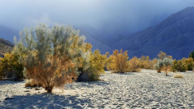 Common tannery skumpia: planting and care in the open field, photos in landscape design, reviews