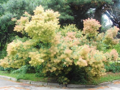 Common tannery skumpia: planting and care in the open field, photos in landscape design, reviews