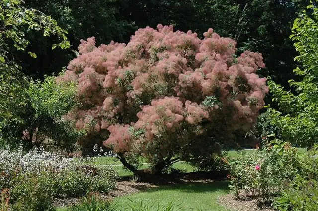 Common tannery skumpia: planting and care in the open field, photos in landscape design, reviews