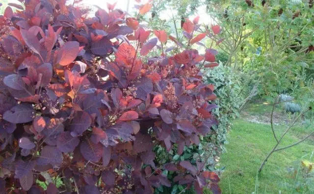 Common tannery skumpia: planting and care in the open field, photos in landscape design, reviews