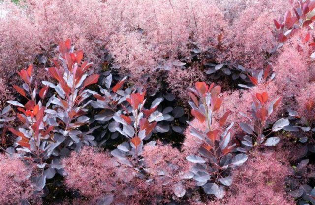 Common tannery skumpia: planting and care in the open field, photos in landscape design, reviews