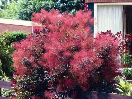 Common tannery skumpia: planting and care in the open field, photos in landscape design, reviews