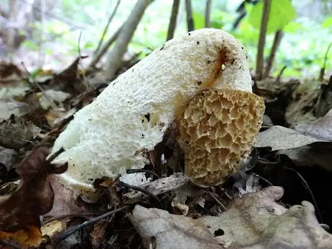 Common Vesyolka (Phallus impudicus) photo and description
