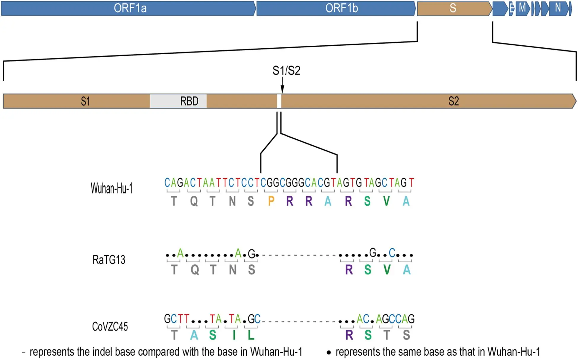 Comparison of the coronavirus from Wuhan and SARS