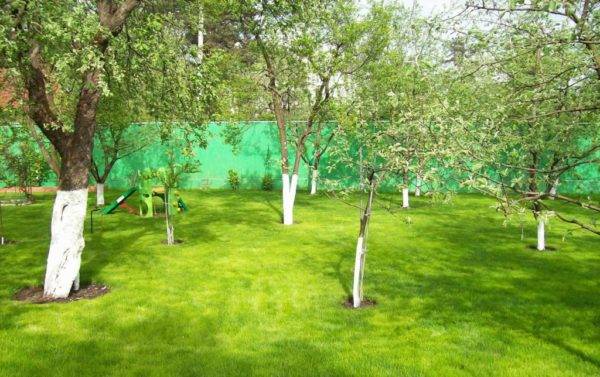 Compatibility of fruit trees and shrubs