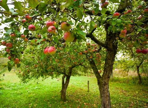 Compatibility of fruit trees and shrubs