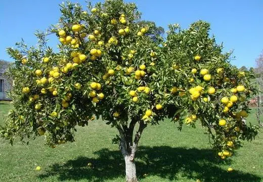 Compatibility of fruit trees and shrubs