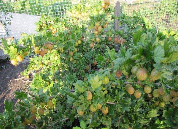 Compatibility of fruit trees and shrubs