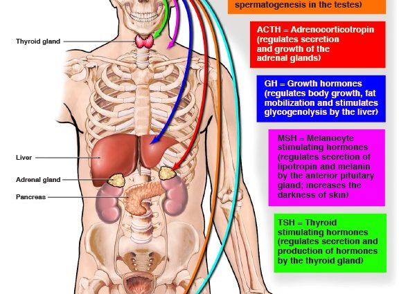 Complete insufficiency of the pituitary gland