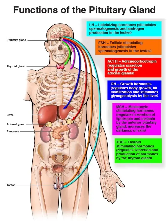 Complete insufficiency of the pituitary gland