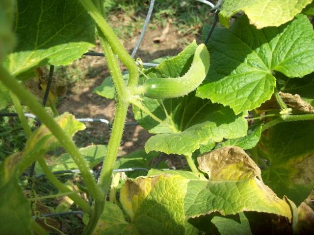 Complex fertilizer for cucumbers 