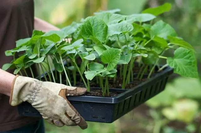 Complex fertilizer for cucumbers 