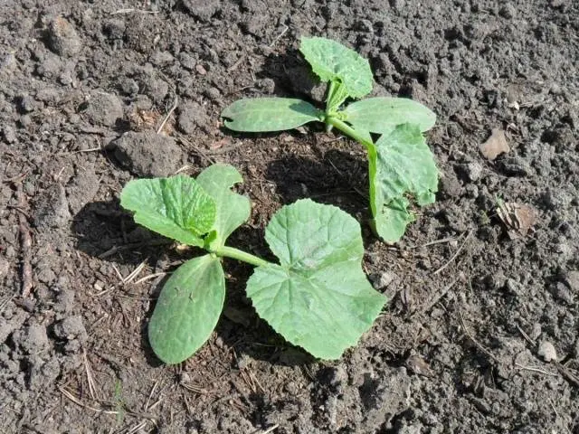 Complex fertilizer for cucumbers 