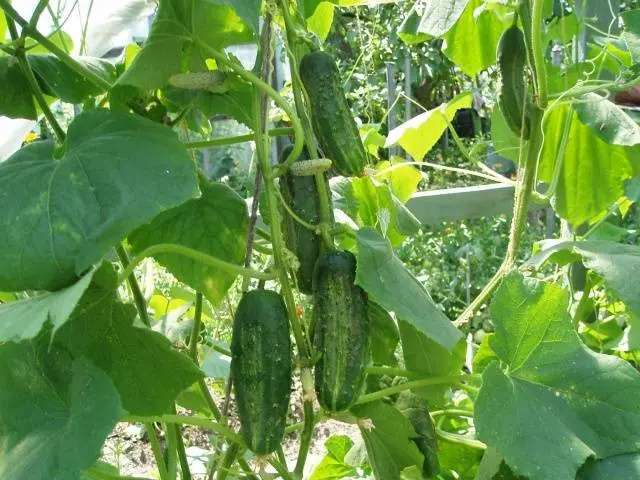 Complex fertilizer for cucumbers 