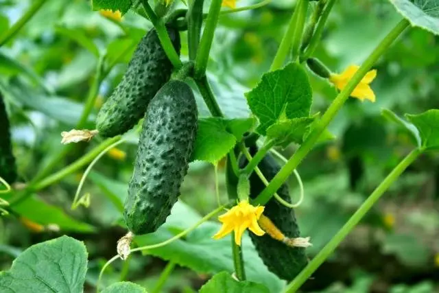 Complex fertilizer for cucumbers 