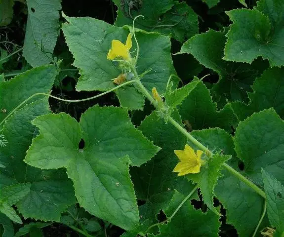 Complex fertilizer for cucumbers 