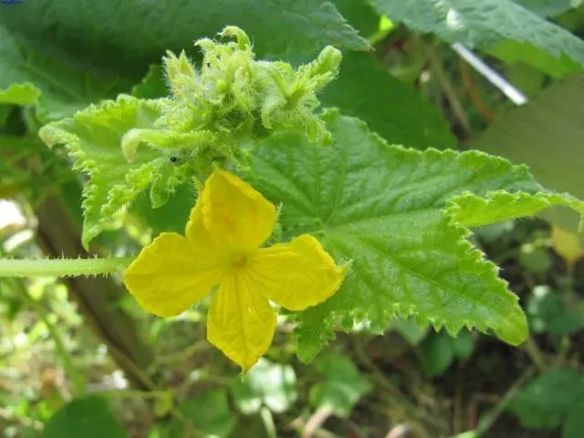 Complex fertilizer for cucumbers 