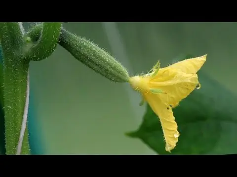 Complex fertilizer for cucumbers 