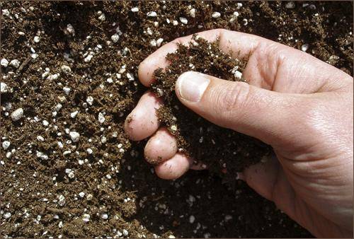 Complex top dressing for tomatoes 