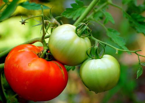 Complex top dressing for tomatoes 