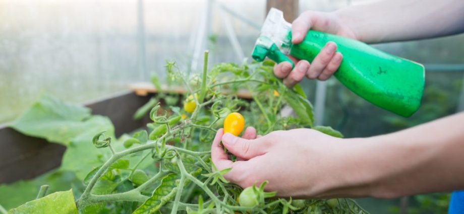 Complex top dressing for tomatoes 