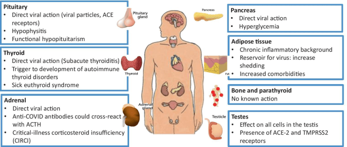 Complications after COVID-19. How does the coronavirus affect the pancreas and thyroid? The doctors explain