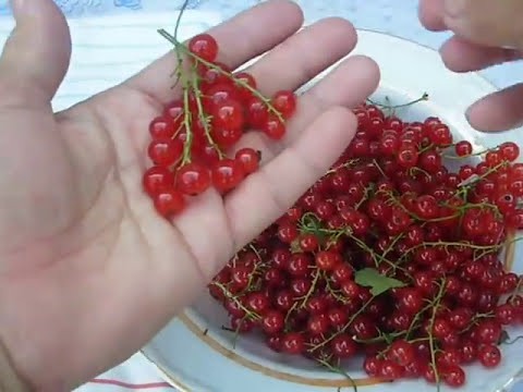 Compote of red and black currants and orange: recipes for the winter and for every day