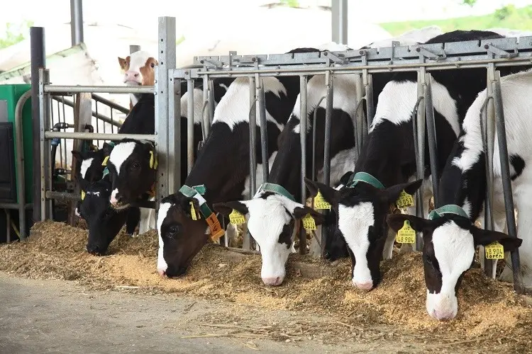 Compound feed for calves and cows