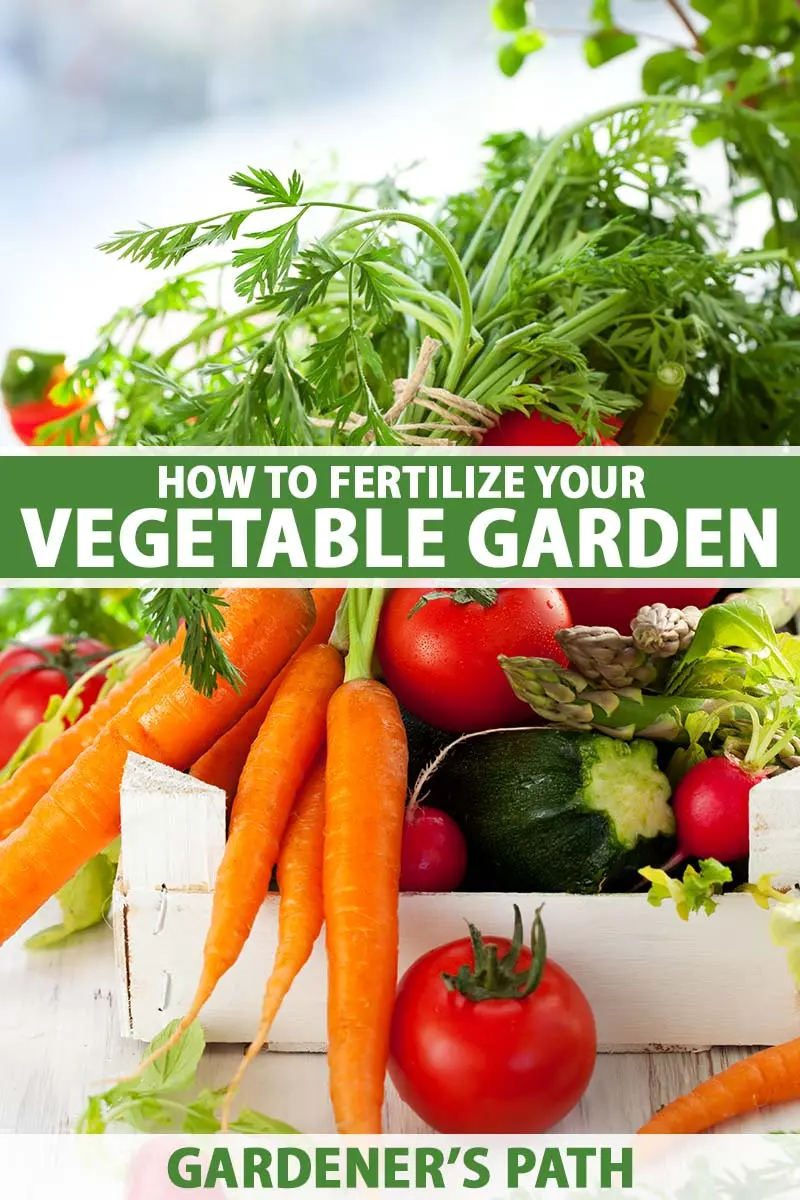 Concerns about spring vegetables are related to their fertilization