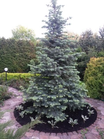 concolor fir