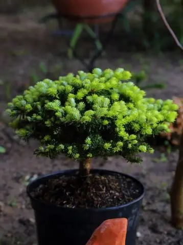 concolor fir