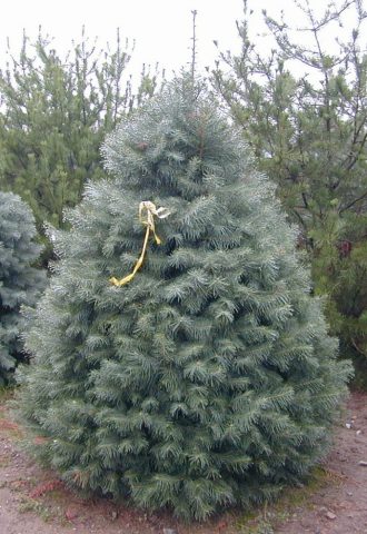 concolor fir