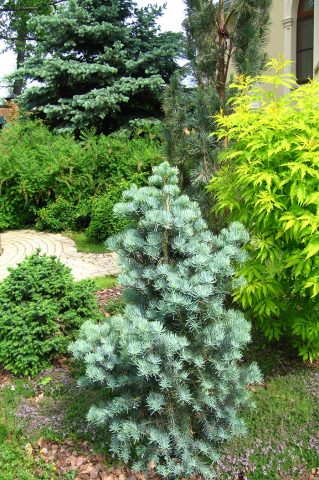 concolor fir