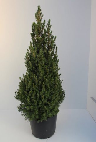 concolor fir