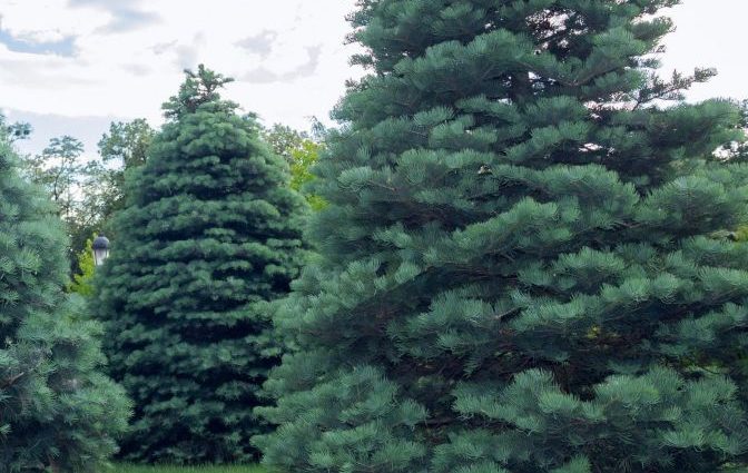 concolor fir