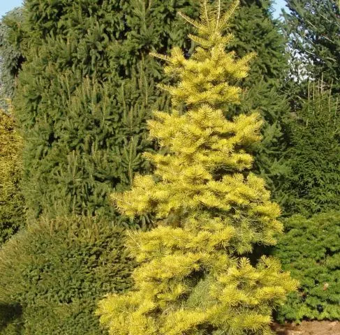 concolor fir