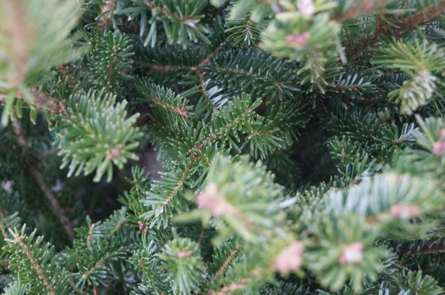 concolor fir