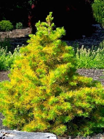 concolor fir