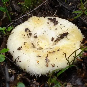 Conditionally edible milk mushrooms: photo and description