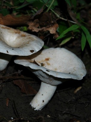 Conditionally edible milk mushrooms: photo and description