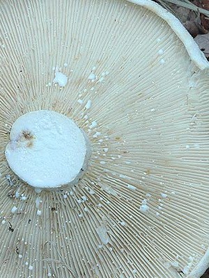 Conditionally edible milk mushrooms: photo and description