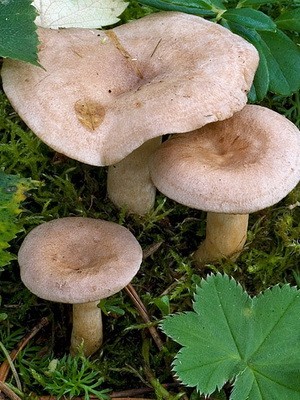 Conditionally edible milk mushrooms: photo and description