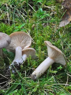 Conditionally edible milk mushrooms: photo and description