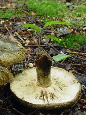 Conditionally edible milk mushrooms: photo and description