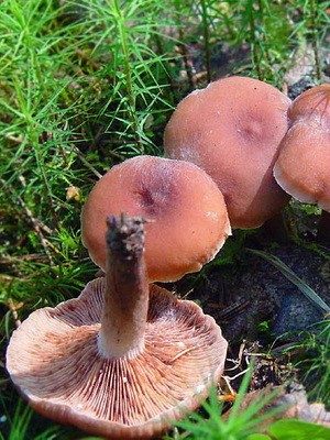 Conditionally edible milk mushrooms: photo and description