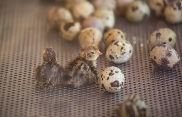 Conditions for incubation of quail eggs: schedule, period